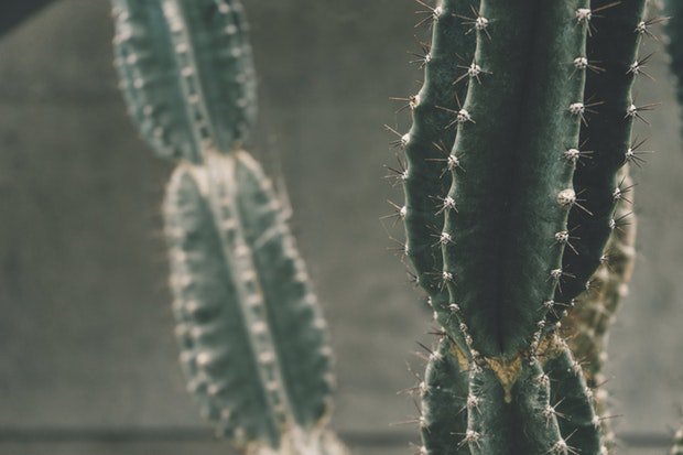 Kaktus Wüste Stock