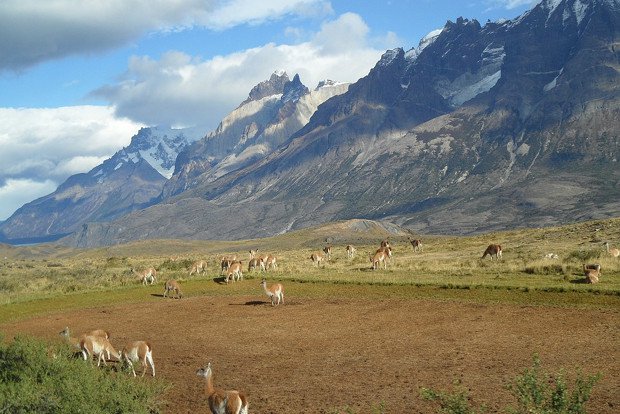 Alpaca Patagonien Berge Landschaft Stock