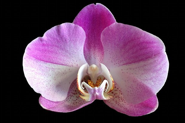 Orchideen Stock