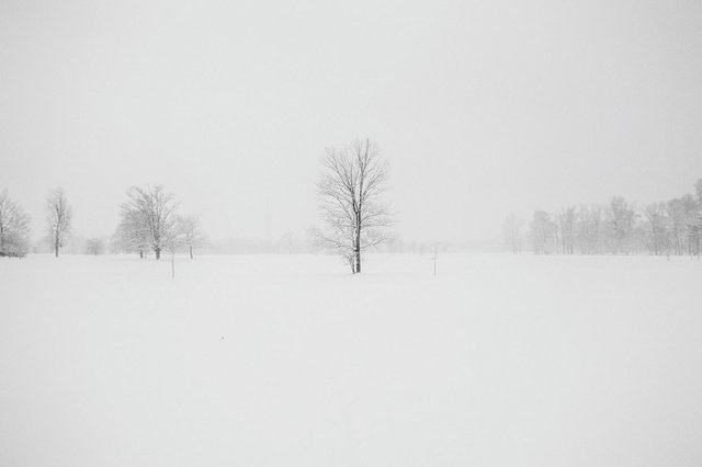 Schnee, Stock