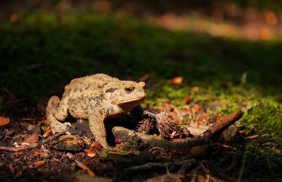 Natur im Fokus Erdkröte_c_Jakob Sänger_web.jpg