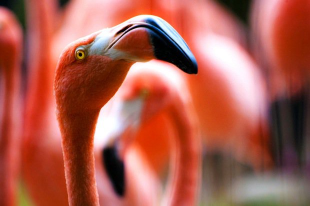 Flamingo Stock